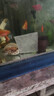 魚(yú)缸吸色片去黃水污力丸凈水寶活性?xún)艋|(zhì)清澈劑魚(yú)缸除黃水綠水 黃水祛除片【100片】魚(yú)缸吸色片 曬單實(shí)拍圖