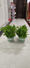 雙盟綠蘿盆栽除甲醛花卉綠植辦公室新房?jì)艋諝?80加侖2盆裝源頭直發(fā) 曬單實(shí)拍圖