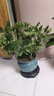 七葉蓮四季常青八方來(lái)財鴨腳木室內綠植盆栽花卉發(fā)財樹(shù)招財樹(shù)好養 特A級大盆鴨腳木（大漠星空-景德鎮陶罐盆）送底托盤(pán) 曬單實(shí)拍圖
