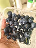 云南高山藍莓王鮮果當季新鮮現摘花香怡顆甜藍莓禮盒孕婦水果 品質(zhì)中果【單果15mm+】 2盒小份裝【70g/盒】 曬單實(shí)拍圖