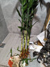 臨雅富貴竹水培植物客廳水養大型節節高室內好養綠植物1米5支源頭直發(fā) 曬單實(shí)拍圖