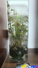 MPPMCK觀(guān)音竹 水培米竹水培魚(yú)缸玻璃瓶帶根苔蘚球植物室內禪意盆栽鳳尾 水培款30根苔蘚球翡翠觀(guān)音竹40cm 曬單實(shí)拍圖