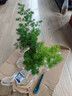 蓬萊松盆栽盆景好養辦公室盆景綠植室內客廳耐寒花卉家庭凈化空氣 蓬萊松 小中苗 高30厘米左右 2-3分枝-不含盆 曬單實(shí)拍圖
