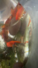 寵小俠七彩鳑鲏?mèng)~(yú)觀(guān)賞魚(yú)旁皮冷水魚(yú)活體小型魚(yú)苗原生群游魚(yú)除藻淡水好養 3-4cm10條8送2條備損 曬單實(shí)拍圖