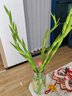 劍蘭步步高鮮花水培鮮切花唐菖蒲情人節禮物春節裝飾年宵花 劍蘭隨機色5枝（60-65cm) 曬單實(shí)拍圖