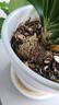 靠農(nóng)莊 卷柏 九死還魂草 石柏草 新鮮干貨 石柏 巖柏草不死草還陽草 【500克-卷柏】 曬單實拍圖