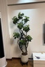 植男植女鴨腳木綠植客廳大型盆栽落地室內高級感真好養發(fā)財造型掌源頭直發(fā) 曬單實(shí)拍圖