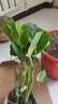 御春閣 室內客廳辦公室大型盆栽綠植花卉盆景 龜背竹 室內綠色盆栽花卉 曬單實(shí)拍圖