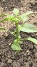 北蔬樟樹(shù)港辣椒苗種帶土秧苗活苗正宗辣椒樹(shù)苗春季蔬菜苗農科院 北蔬樟樹(shù)港辣椒苗 24棵+20袋肥 曬單實(shí)拍圖
