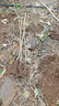 石榴樹(shù)苗突尼斯軟籽石榴苗大紅袍蒙陽(yáng)紅盆栽地栽嫁接果樹(shù)苗木 石榴3年苗【優(yōu)質(zhì)壯苗】 曬單實(shí)拍圖