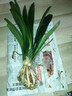 大盆君子蘭盆栽名貴國寶級花卉苗綠植物圓頭和尚室內客廳四季好養 大苗當年開(kāi)花】12-14片葉子+帶土 送肥料 曬單實(shí)拍圖