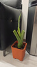 特老樁象耳芋旺綠植土培懶人客廳室內外庭院簡(jiǎn)單觀(guān)賞大型植物 特老樁象耳芋【45-50高】 1棵 曬單實(shí)拍圖
