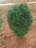 鼎曳雀舌黃楊球造型樹(shù)小葉瓜子黃楊樹(shù)苗四季常青耐寒盆景庭院綠化 【雀舌黃楊冠幅40厘米】 原土發(fā)貨 曬單實(shí)拍圖
