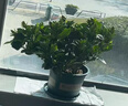 帶花苞濃香型梔子花室內綠植盆栽四季開(kāi)花桌面花卉凈化空氣好養活 大盆梔子花+加倫盆+帶花苞+肥料 曬單實(shí)拍圖