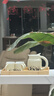 南山先生 悶泡壺家用陶瓷茶壺可愛(ài)燜茶壺便攜保溫壺水壺呆萌熊貓泡茶壺 呆萌熊貓茶壺套組_一壺四杯帶盤(pán) 曬單實(shí)拍圖
