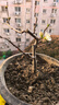 【老樁海棠】四季海棠花樹(shù)苗盆栽盆景耐寒室內外庭院四季開(kāi)花不斷 五年苗花期帶花苞 曬單實(shí)拍圖