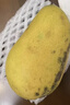 京鮮生海南小臺農芒果 凈重8斤 單果100g+ 新鮮水果 源頭直發(fā) 曬單實(shí)拍圖