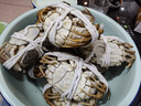 【活蟹】湖鮮陽(yáng)澄大閘蟹公4.7-5.0兩 母3.6-3.9兩4對8只鮮活過(guò)年年貨螃蟹海鮮禮盒送禮 曬單實(shí)拍圖