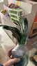 君子蘭圓頭和尚小苗短葉寬葉元寶君子蘭室內客廳植物花卉盆栽 精品元寶13-15片葉子 含盆 曬單實(shí)拍圖