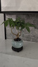八芽盆栽發(fā)財樹(shù)植物室內禪意招財樹(shù)盆景辦公室桌面綠植源頭直發(fā)包郵 五福發(fā)財樹(shù)-圓肚盆-密胺托盤(pán) 含盆 曬單實(shí)拍圖