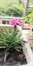 歐石竹初吻花苗盆栽庭院綠化耐寒耐旱四季開(kāi)花常綠草坪多年生宿根 初吻石柱6 含盆（熱推） 曬單實(shí)拍圖
