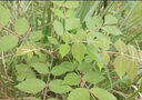 耘淘當年新采鹽膚木種子多年生蜜源樹(shù)種籽五倍子耐寒耐旱護坡灌木種籽 新采 鹽膚木種子【1斤】 當季新種 曬單實(shí)拍圖