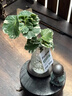 JCZS德國品牌水培圓葉福祿桐錢(qián)多多盆栽花卉植物客廳室內桌面茶幾懶人 造型錢(qián)多多福祿桐+水滴錘紋白瓶+吊牌 曬單實(shí)拍圖