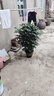 靜黛軒幸福樹(shù)客廳綠植高級感盆栽大型植物除甲醛室內好養高端大氣上檔次 幸福樹(shù)1-1.2m高（福字盆） 無(wú)規格 曬單實(shí)拍圖