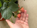 海蒂的花園草莓苗秧盆栽奶油草莓特大號丹東99紅顏結果新苗保證對版源頭直發(fā) 曬單實(shí)拍圖
