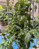 臨雅藍莓樹(shù)果樹(shù)苗盆栽陽(yáng)臺室內外地栽南北方種植40cm天后源頭直發(fā) 曬單實(shí)拍圖