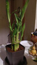 富貴竹盆栽植物室內凈化空氣綠植荷花竹辦公室桌面四季好養小盆栽 荷花竹+節節高升盆+圓底座【1盆】 盆口直徑約8cm 曬單實(shí)拍圖
