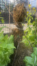 桃樹(shù)果苗嫁接地栽新品種桃樹(shù)南方北方種植早熟特大冬桃水蜜桃樹(shù)苗 水蜜桃 3年苗2棵 曬單實(shí)拍圖