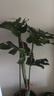 愛(ài)優(yōu)尚龜背竹盆栽客廳室內辦公室大型綠植盆景凈化空氣吸甲醛源頭直發(fā) 曬單實(shí)拍圖