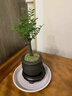 JCZS德國品牌小葉紫檀盆景綠植樹(shù)苗盆栽辦公室內客廳桌面老樁植物四季 禪意盆九里香 不含托盤(pán) 曬單實(shí)拍圖