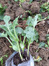 大禹西瓜苗秧苗8424帶土幼苗嫁接特大種苗麒麟美都苗子南方春季 8424西瓜苗10棵帶土幼苗 曬單實(shí)拍圖