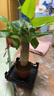 【帶盆高度約15-25cm】發(fā)財樹(shù)盆栽室內植物客廳辦公室吸甲醛好養 單桿發(fā)財樹(shù)+塑料四方舍得盆+小方底座 花盆直徑約8cm 曬單實(shí)拍圖