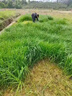 萬(wàn)田沃冬牧70黑麥草種子四季養殖進(jìn)口多年生黑麥草籽喂豬牛羊雞鴨魚(yú)牧草 進(jìn)口黑麥草一年生1斤【速生高產(chǎn)型】 曬單實(shí)拍圖