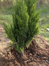 黛陌塔柏樹(shù)苗柏苗松柏樹(shù)苗掃墓墓地松樹(shù)苗柏樹(shù)苗四季長(cháng)青工程綠化苗木 1.5-1.7米高 壯苗 曬單實(shí)拍圖