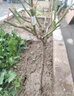 嫁接樹(shù)樁月季特大花四季開(kāi)花多色高桿棒棒糖樹(shù)狀玫瑰老樁樹(shù)苗庭院 三色【1.5公分粗】60-70厘米高 曬單實(shí)拍圖