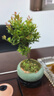 小葉赤楠盆栽室內客廳辦公室桌面四季好養活凈化空氣綠植花卉植物 小葉赤楠+綠色橢圓盆+底托+肥料 帶盆栽好 曬單實(shí)拍圖