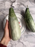 鮮級佳山東頭茬羊角蜜甜瓜香瓜清脆可口應季水果新鮮采摘產(chǎn)地直發(fā) 0.05 曬單實(shí)拍圖