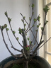 花行榜盆栽樹(shù)苗盆景庭院綠植物花卉 垂絲海棠老樁2.5cm粗不含盆源頭直發(fā) 曬單實(shí)拍圖