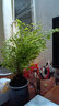 鐵線(xiàn)蕨類(lèi)植物小葉鐵耐陰盆栽室內客廳辦公室桌面綠植花卉懶人好養 A級鐵線(xiàn)蕨（灰繁星自吸盆）送肥料) 曬單實(shí)拍圖