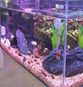 YEE超白魚(yú)缸桌面客廳生態(tài)斗金魚(yú)烏龜缸造景小型水草養魚(yú)玻璃裸缸40cm 曬單實(shí)拍圖
