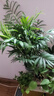 散尾葵綠植鳳尾竹盆栽袖珍椰子室內大型綠植四季常青富貴椰子植物 【35-45厘米】造型好][育苗盆發(fā)貨 曬單實(shí)拍圖