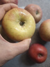 京喜加阿克蘇冰糖心蘋(píng)果 精品大果 脆甜無(wú)渣 產(chǎn)地直發(fā)新鮮蘋(píng)果水果 【帶箱9斤】70-80mm【實(shí)惠爽口】 曬單實(shí)拍圖