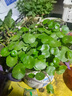JCZS銅錢(qián)草水培植物老樁盆栽室內外水養大葉金錢(qián)草根芽好養易養活綠植 A+精品銅錢(qián)草【一盆不含盆約150株】帶葉 曬單實(shí)拍圖