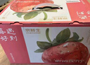 京鮮生 紅顏奶油草莓 3斤禮盒裝 60-72顆 單果18g+ 新鮮水果禮盒 曬單實(shí)拍圖