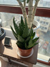 花翁盆栽室內凈化空氣花卉綠植仙人掌多肉大號蘆薈（簡(jiǎn)易盆）源頭直發(fā) 曬單實(shí)拍圖