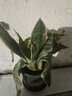 金邊虎皮蘭新房辦公室多肉植物花卉白玉虎皮蘭長(cháng)腳虎皮蘭綠植盆栽 3棵金邊虎皮蘭+1個(gè)加侖盆送底托 曬單實(shí)拍圖